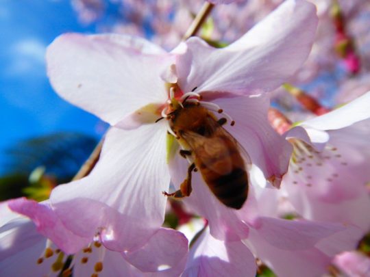 Bee Aware month at Hiveworld