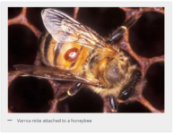 A new way to treat the varroa mite?
