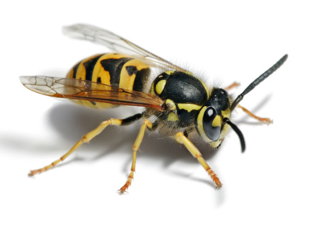 wasp Wasp Trapping