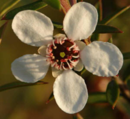 harvesting manuka honey