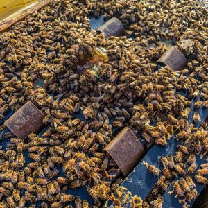 Beekeepers Friend Strips
