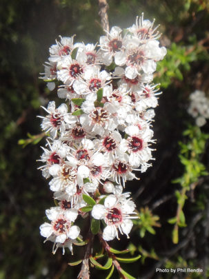 Clumps of flowers on the Kanuka tree