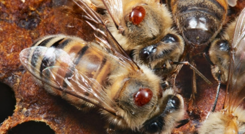 Varroa-on-beesPNG May in the hive