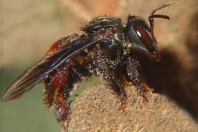 Halloween Horror story - flesh-eating Zom-bees
