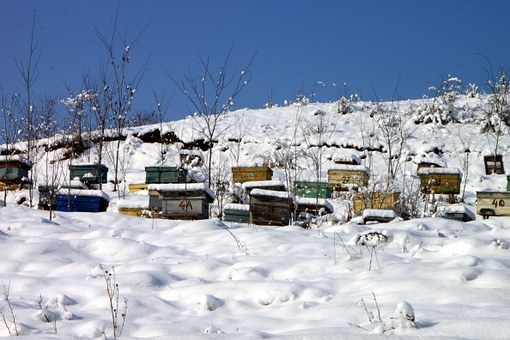 apiary-87692__340