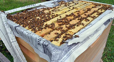 what to do with a failing hive