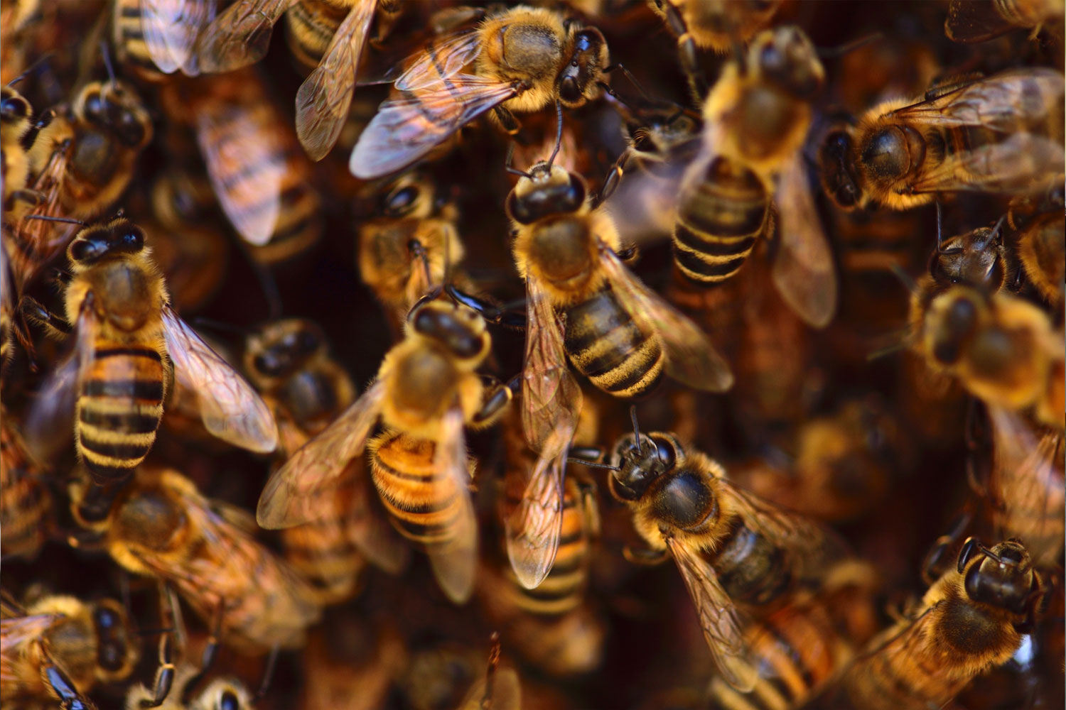 hives what to do with a failing hive