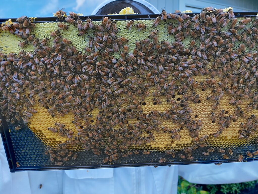 Journey of a bench hive 2 months on